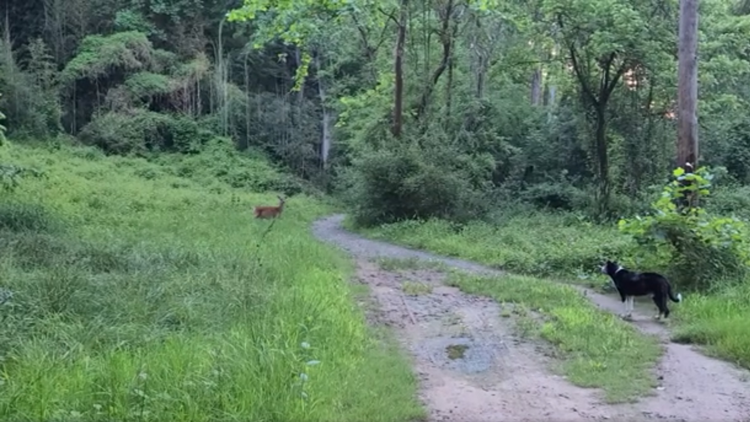 Deer Staredown